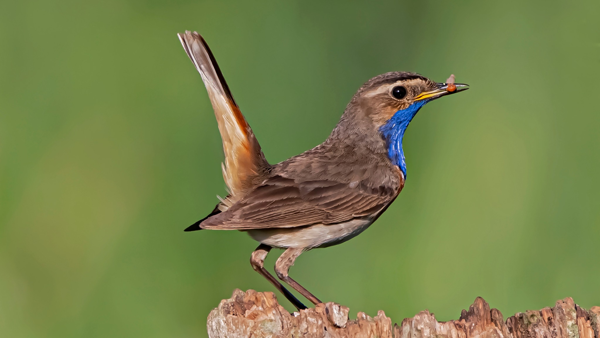 Beautiful Bluethroat Bird